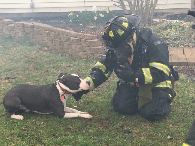 Dog alerts owner to house fire - Indianapolis News | Indiana Weather ...
