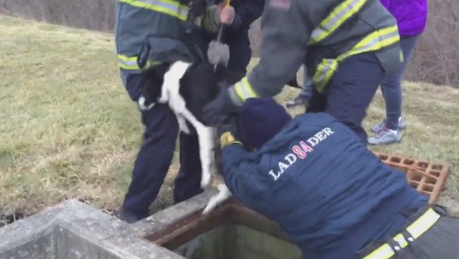 Firefighters rescue dog trapped in culvert pipe - Indianapolis News ...