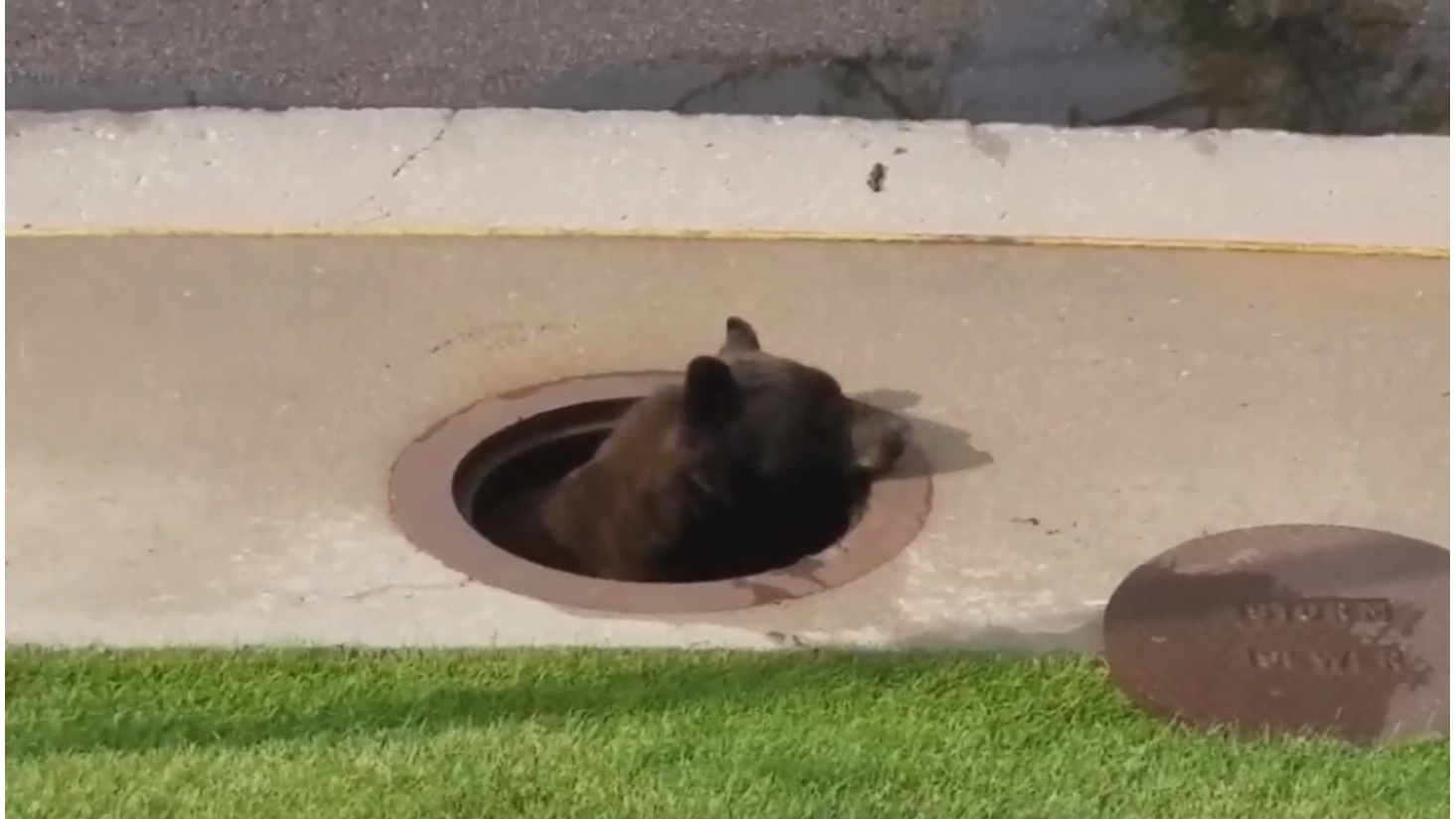 Video: Bear gets stuck in storm drain - Indianapolis News | Indiana ...