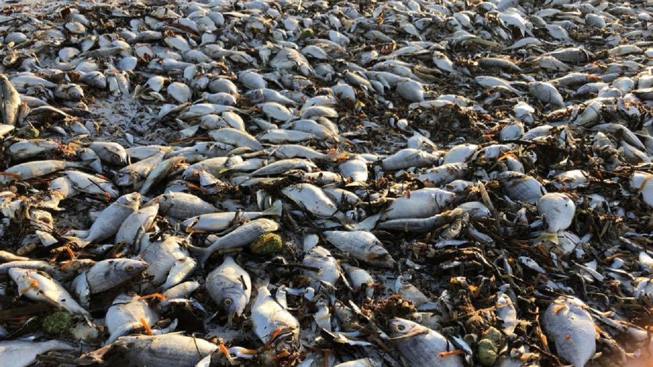 Erin Brockovich slams Florida officials over algae crisis: 'Do your ...