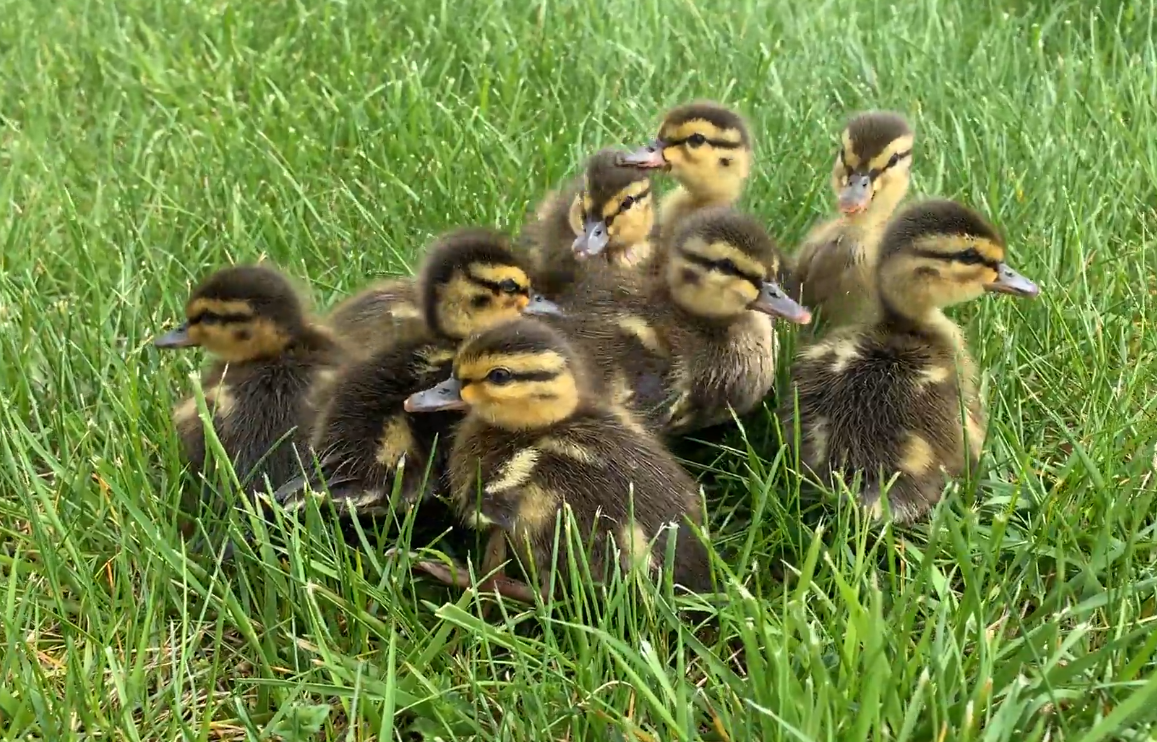 Wayne Township firefighters rescue brood of ducklings from storm drain ...
