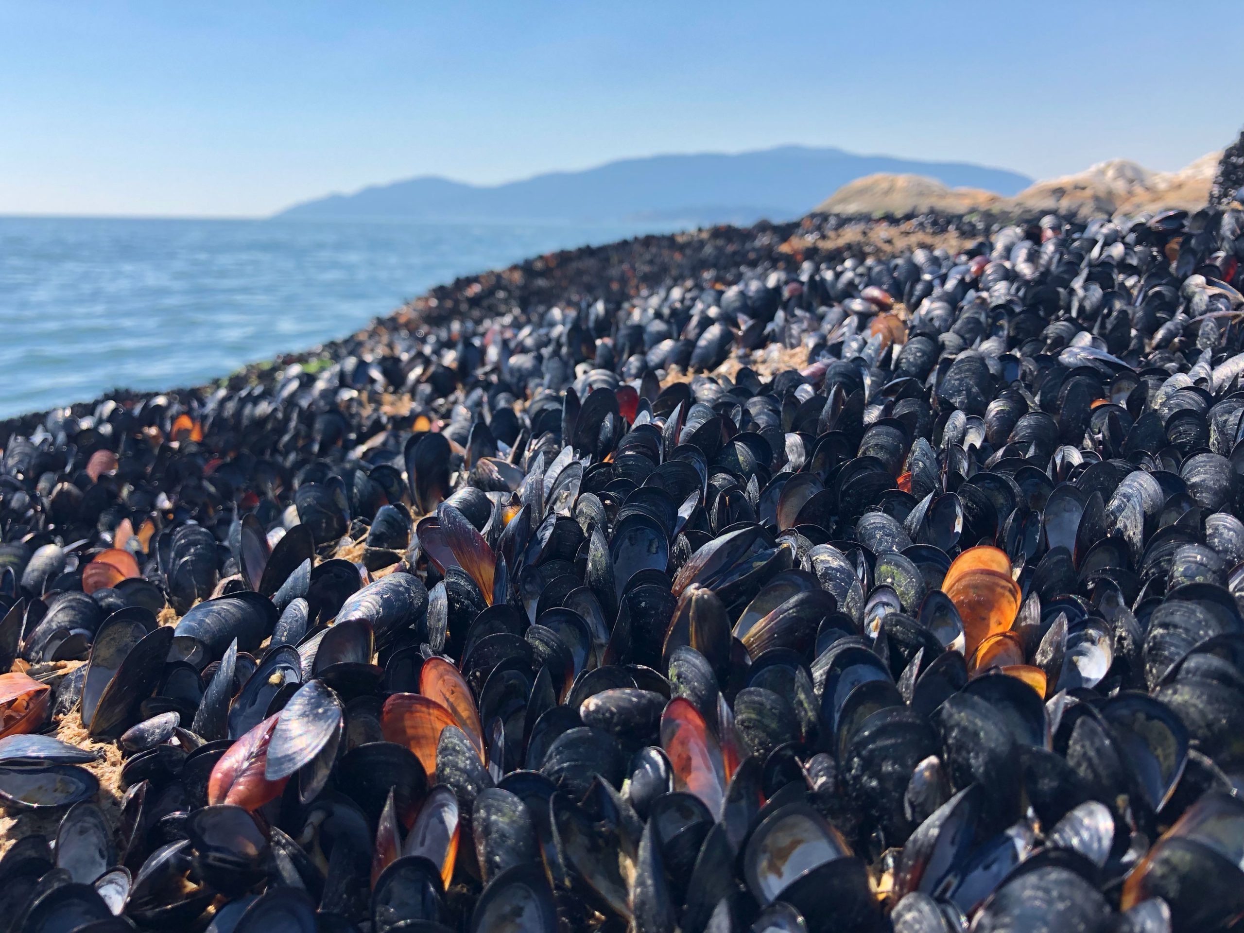 Extreme heat cooked mussels, clams, other shellfish alive on beaches in ...