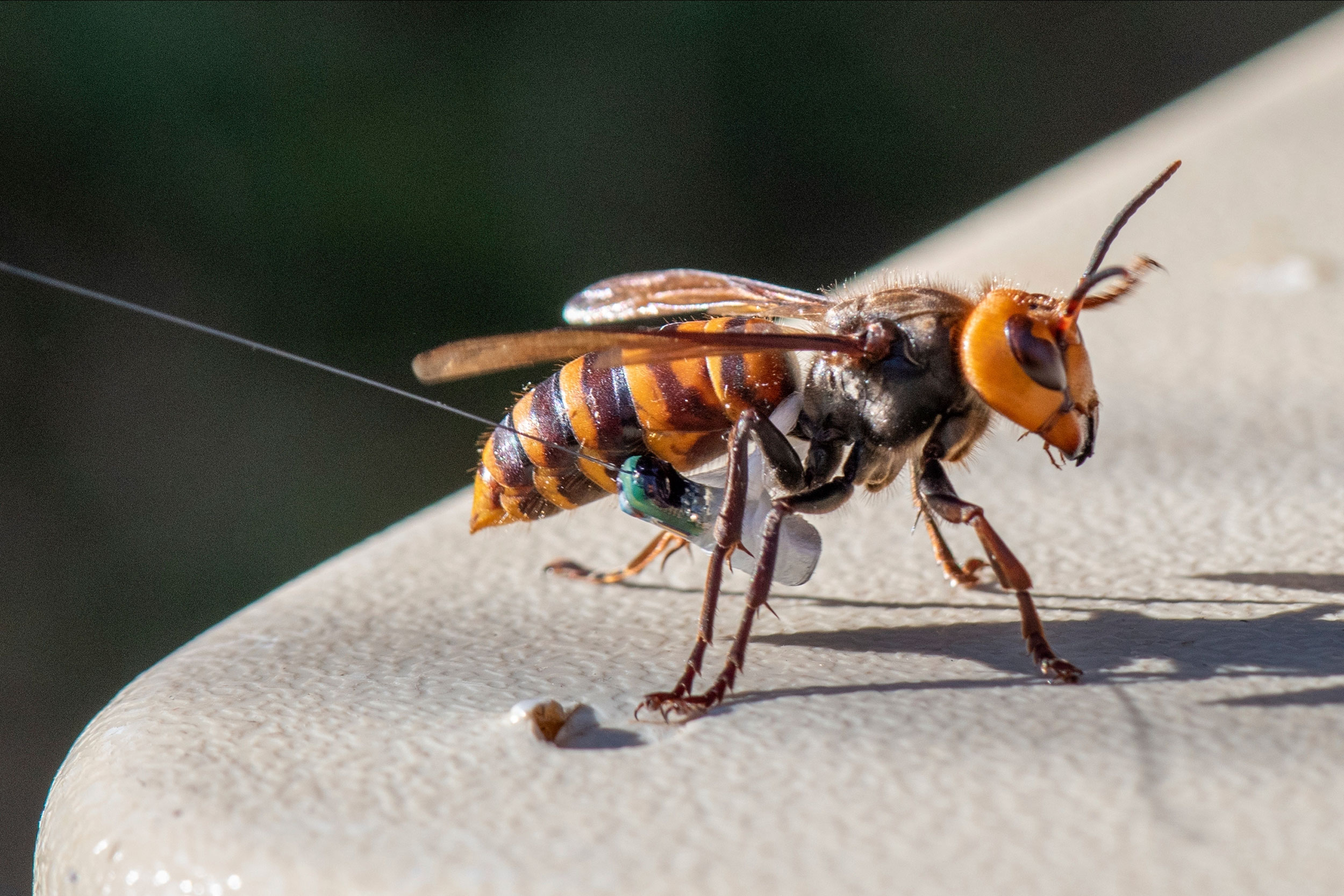 Sex traps can lure thousands of male giant hornets to their death
