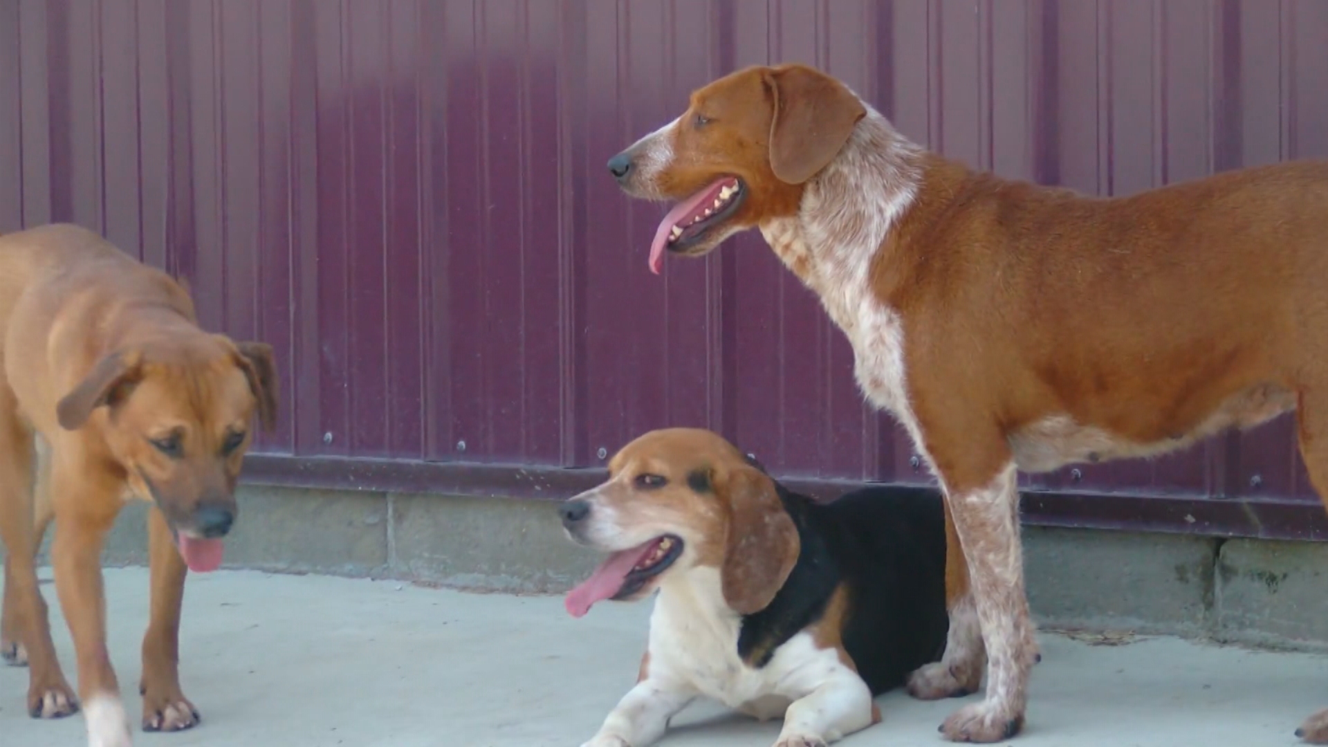 Tips to keep your pets' tails wagging during the Indiana heatwave