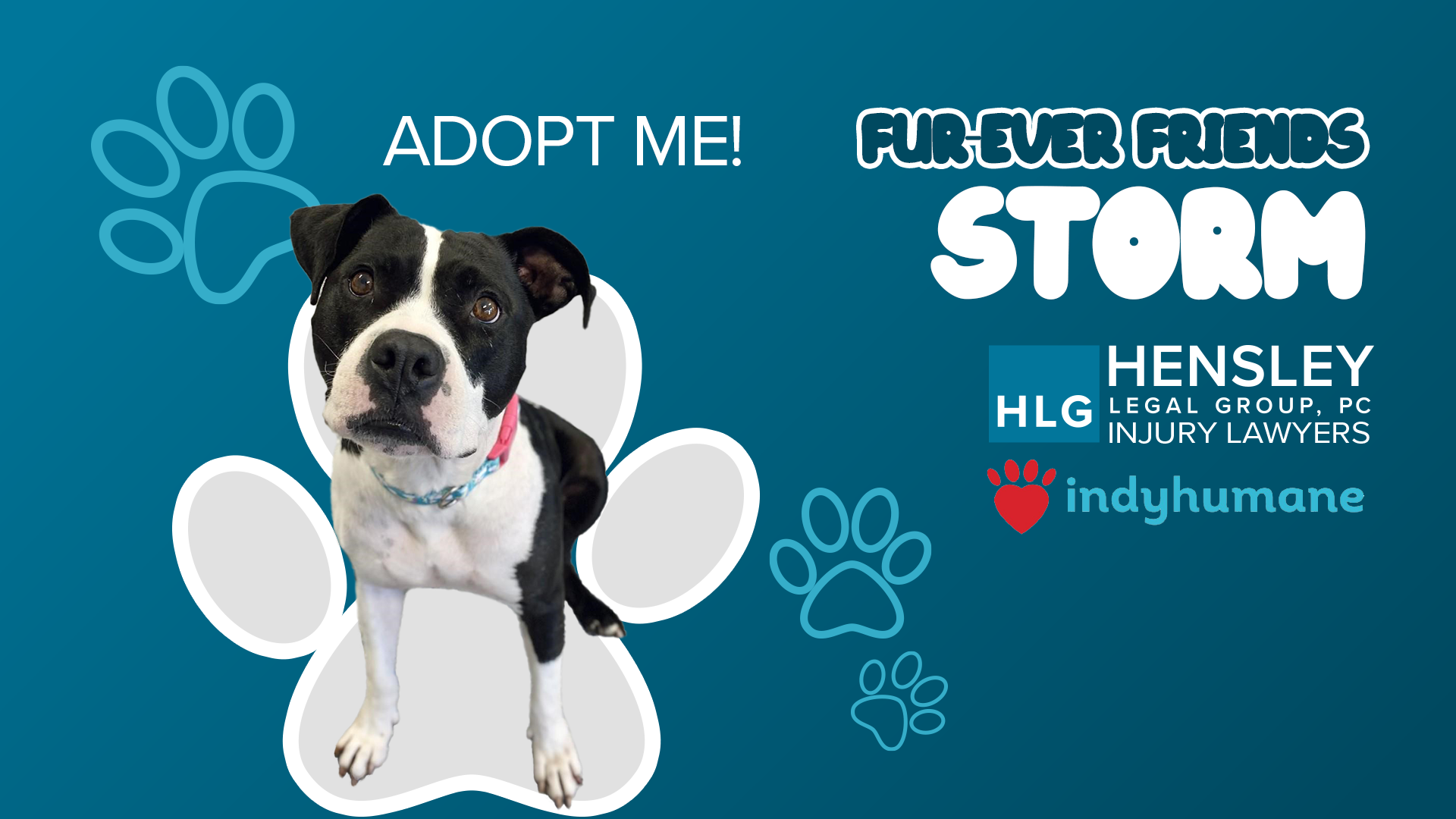 Indyhumane IndyHumane dog Storm looks for her forever home with help from Hensley ...