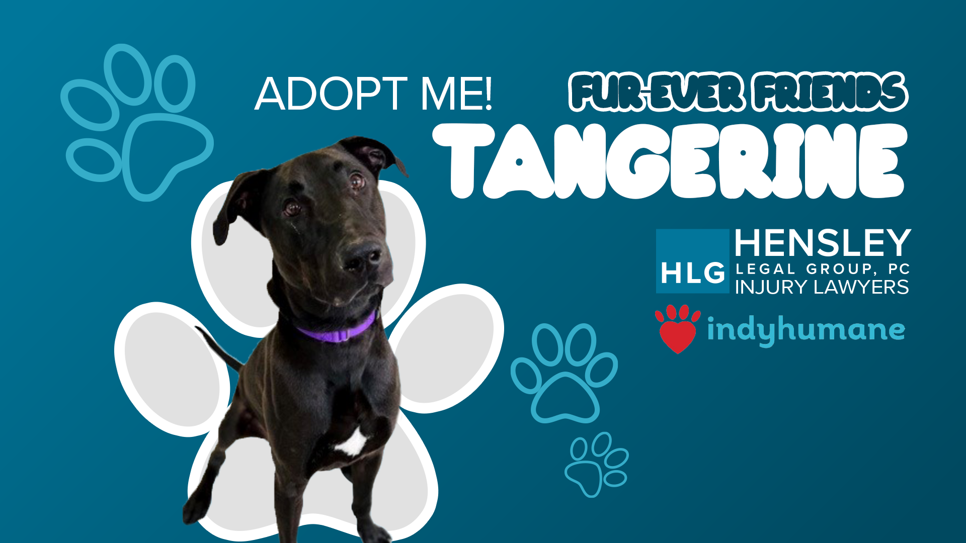 IndyHumane dog Tangerine looks for forever home with help from Hensley ...