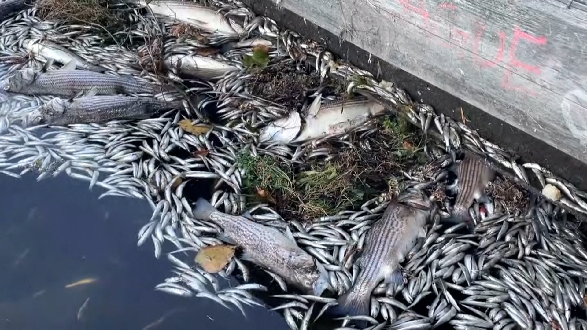 An algae bloom has killed thousands of fish in the San Francisco Bay ...
