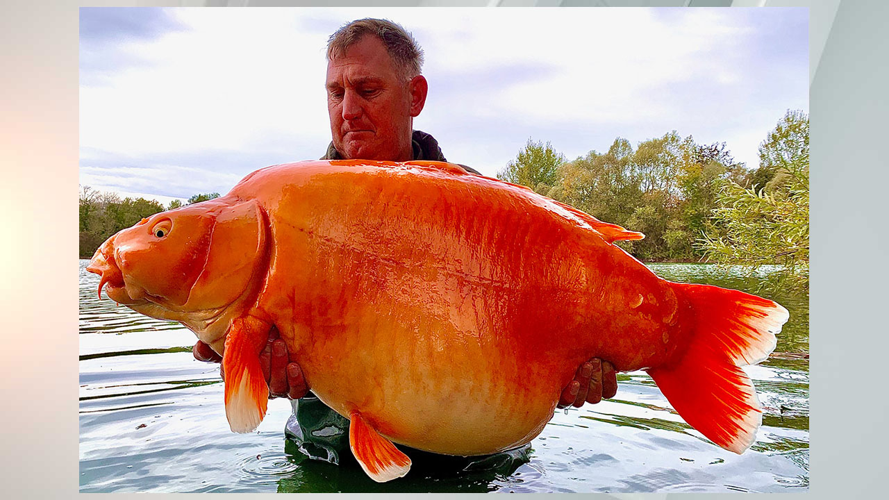 Fisherman catches, releases 67-pound orange carp - WISH-TV