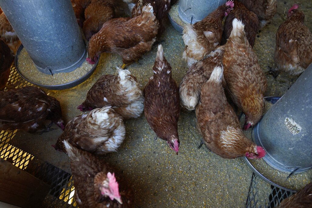 State officials warn of bird flu detections across Indiana - WISH-TV