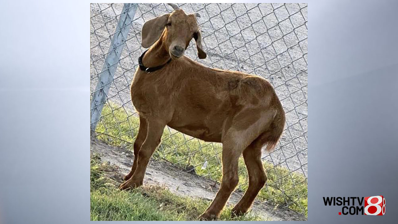 Missing Goat Small town searches for goat missing after rodeo - Indianapolis News ...