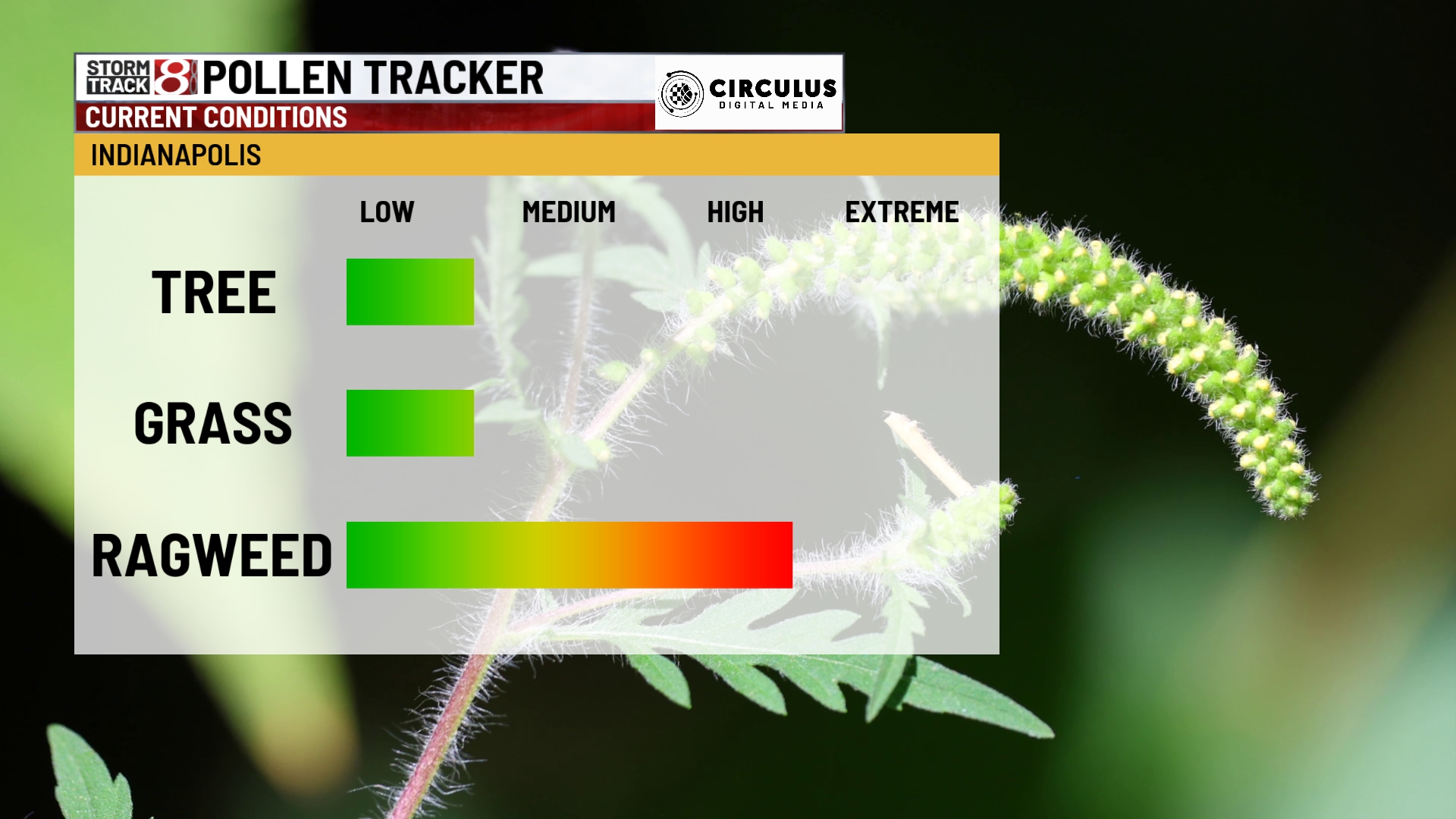 Indiana Ragweed Ragweed allergy season arrives in central Indiana - Indianapolis News ...
