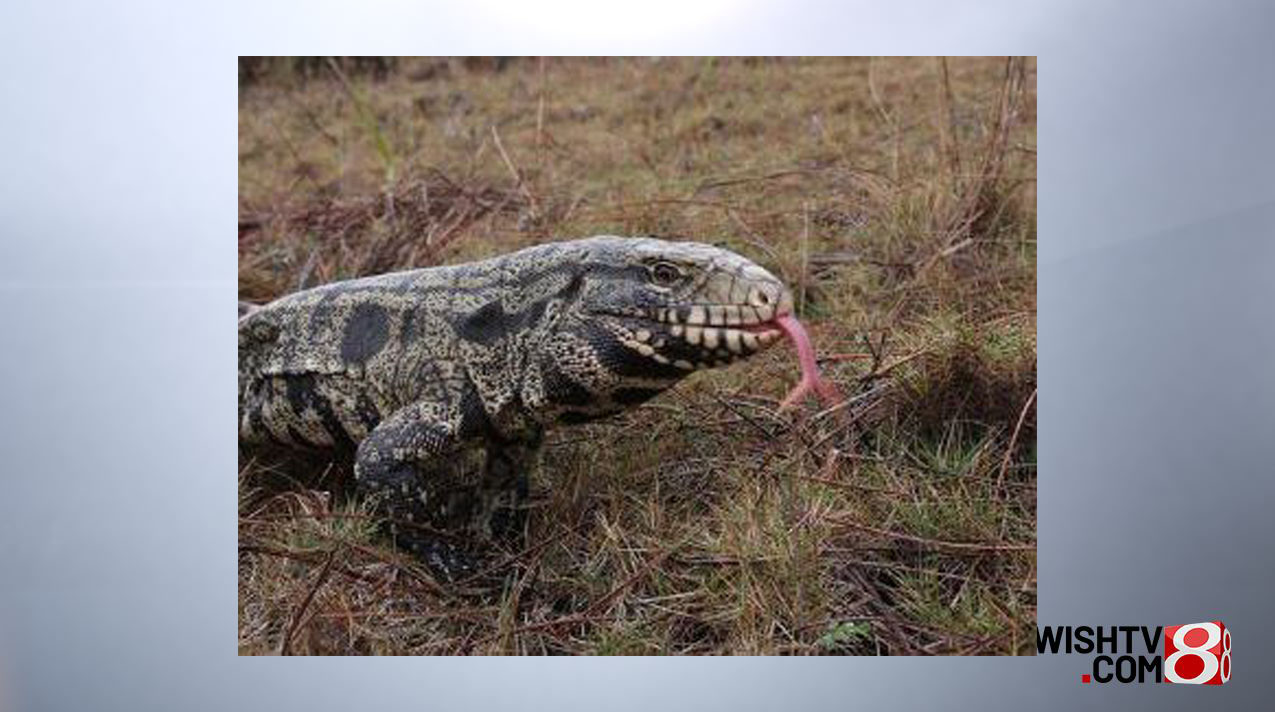 Sc Invasive Lizard Massive lizards invading SC spotted by dozens - Indianapolis News ...