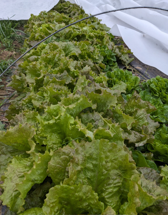 Stobs Farm Indiana Grown: Stobo Farm - Indianapolis News | Indiana Weather ...