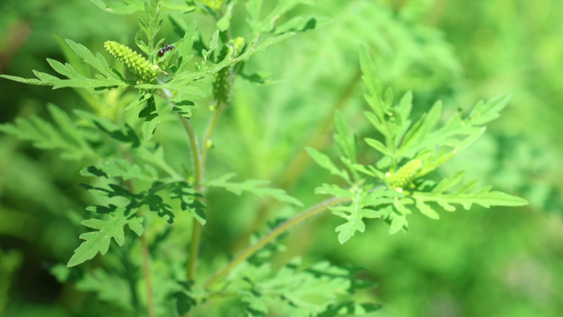 Indiana Ragweed Ragweed season has kicked off in Indiana