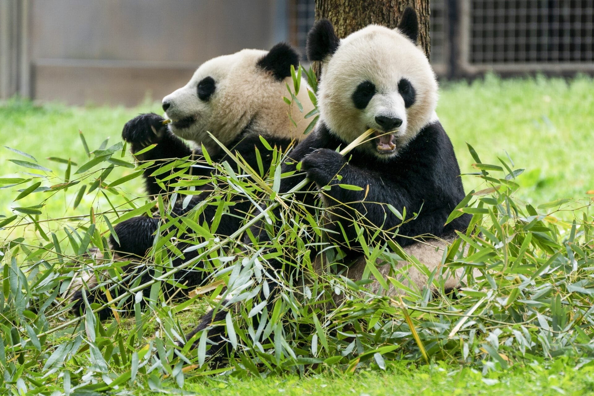 Two pandas arrive in Atlanta from China on 10-year loan