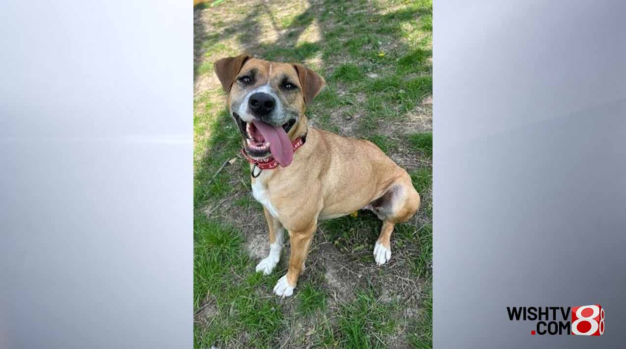 Overcrowded IndyHumane shelter hosts free pet adoption event ...