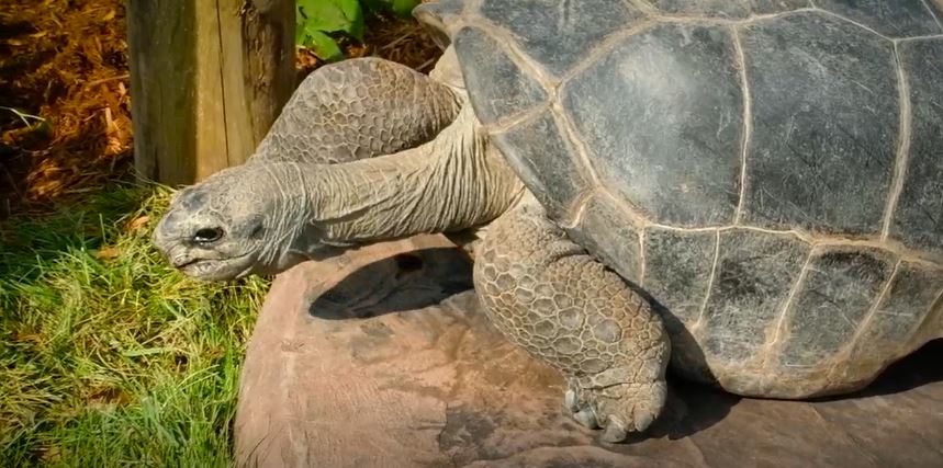 Giant tortoise exhibit opens at Indianapolis Zoo