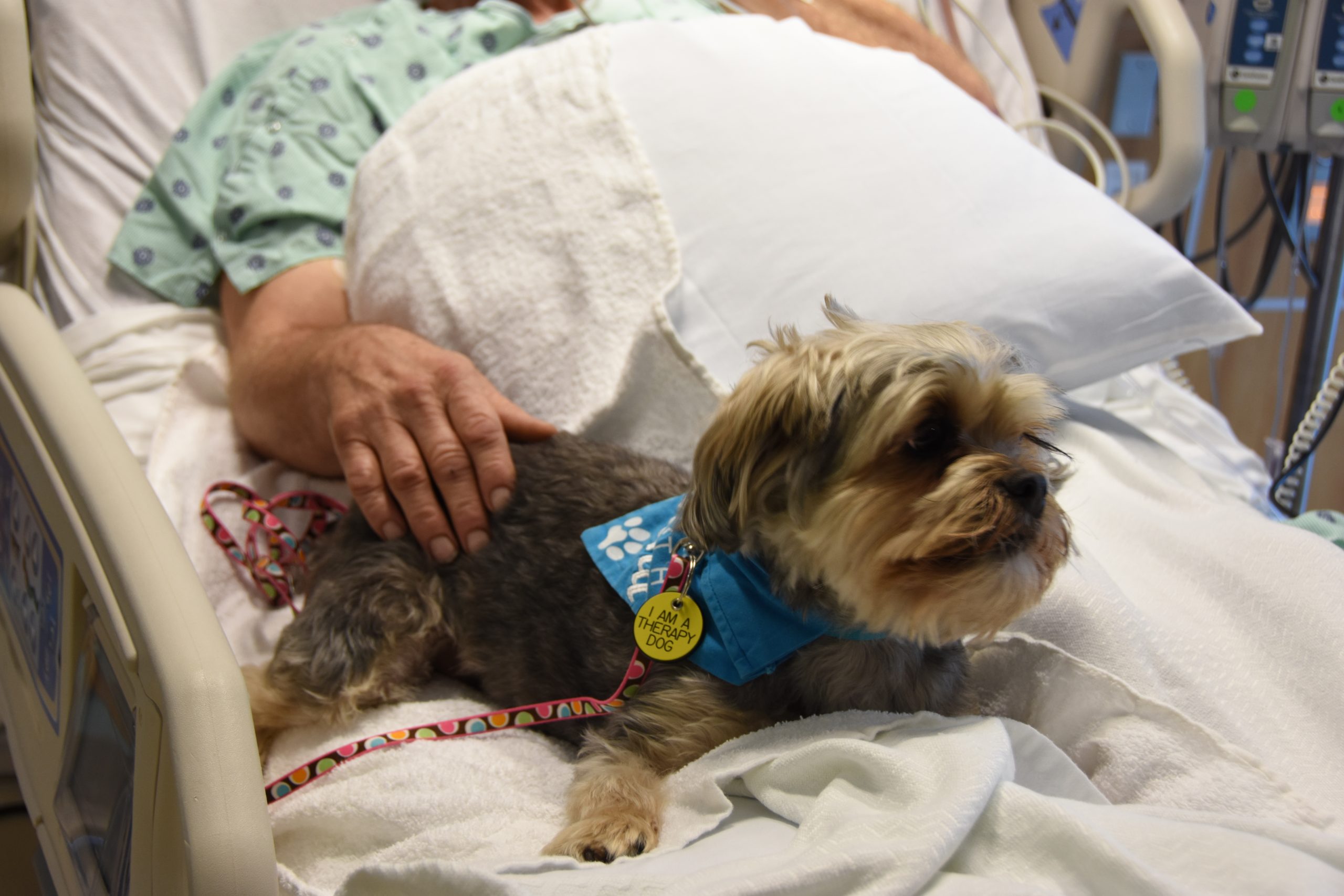 Therapy dogs bring holiday cheer to Eskenazi Hospital - Indianapolis ...